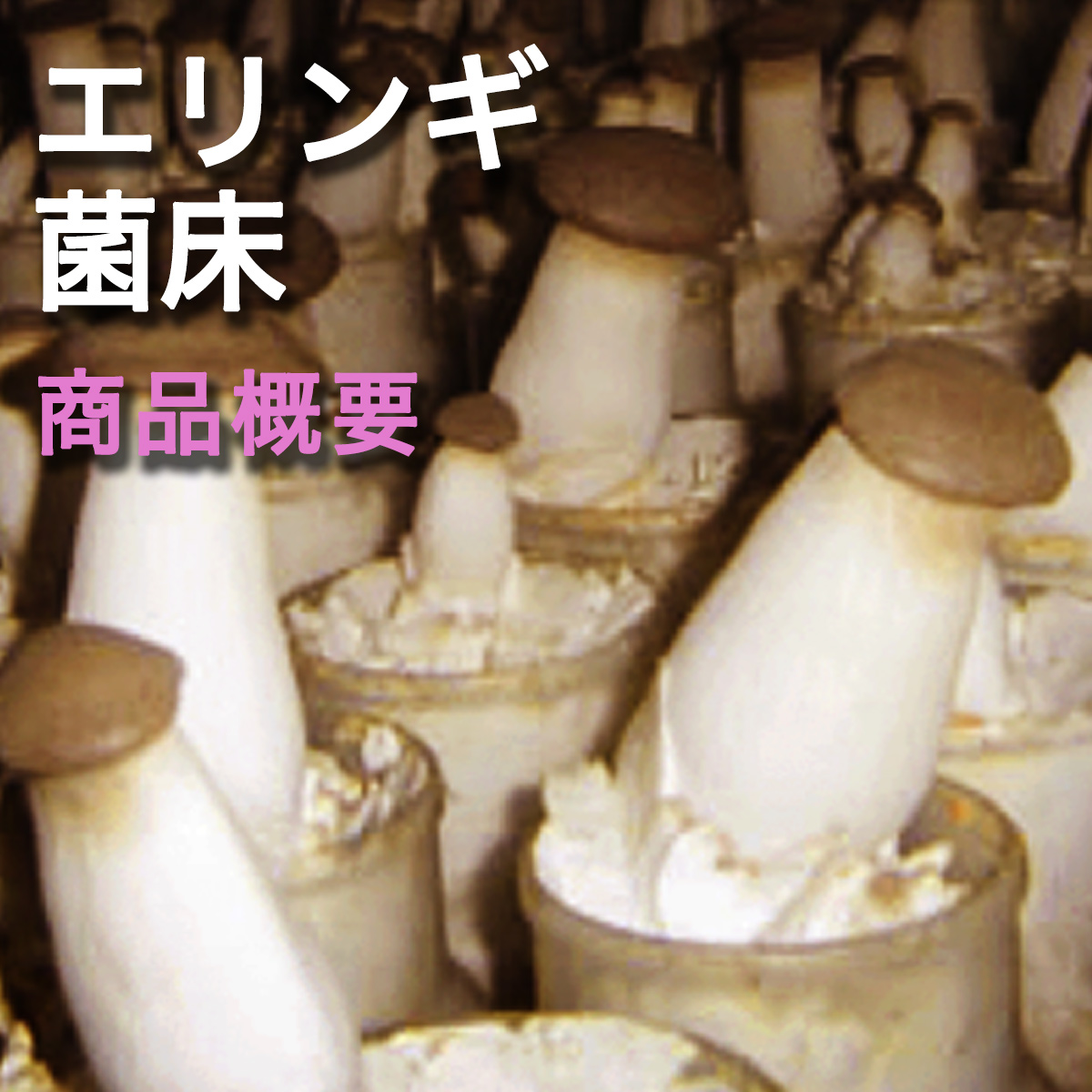菌床ブロック 販売 えりんぎ 