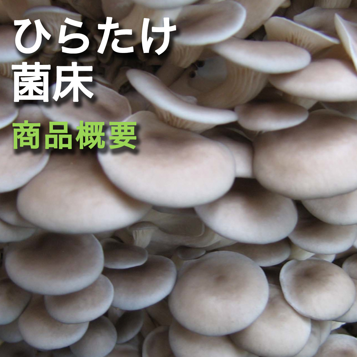 菌床ブロック 販売 平茸 