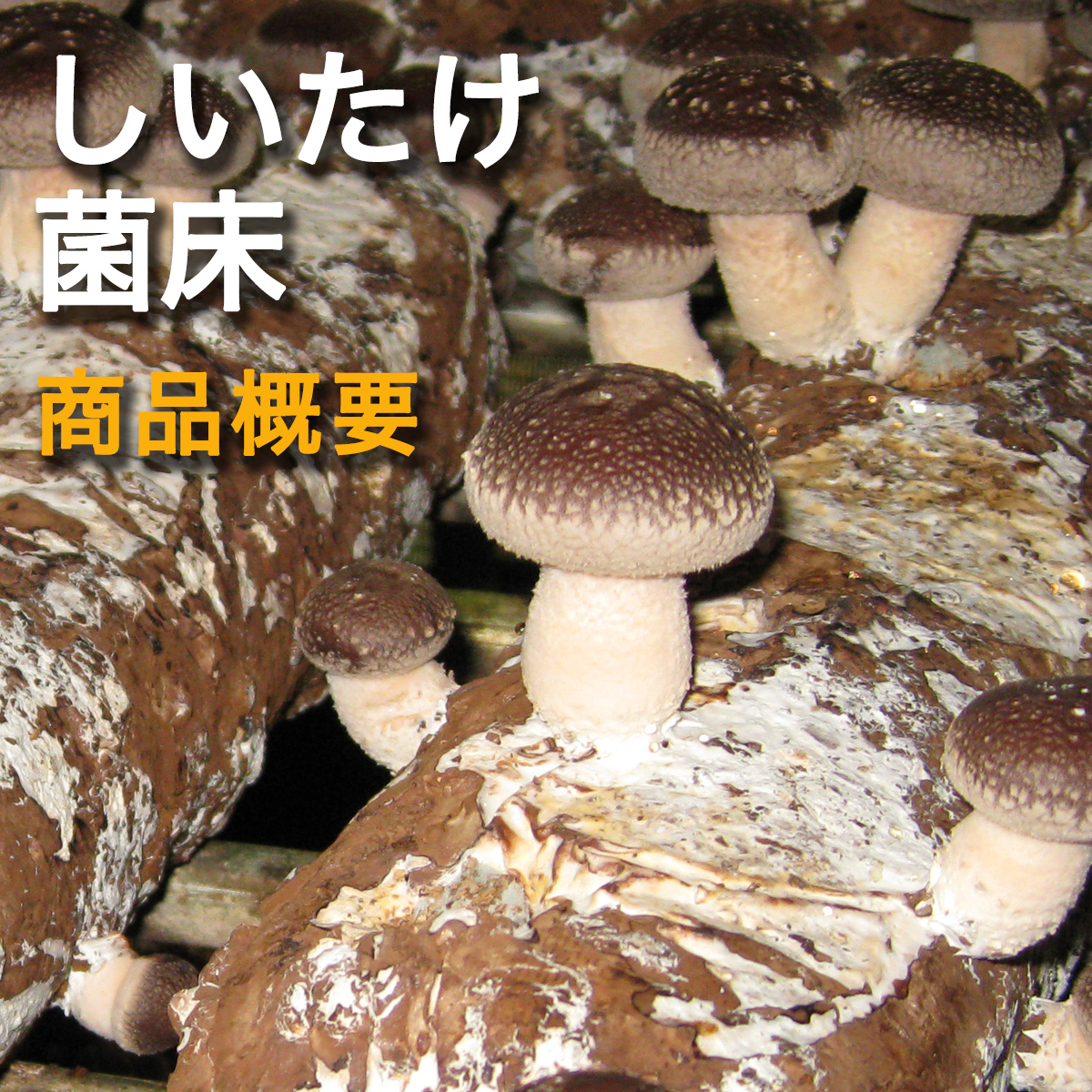 菌床ブロック 販売 シイタケ 