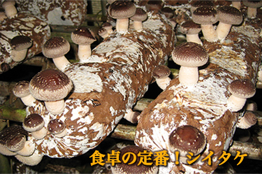 椎茸 菌床 販売