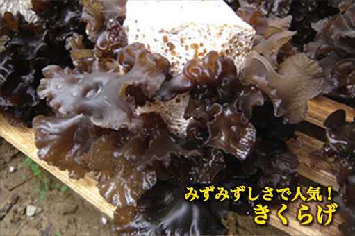 キクラゲ 菌床 販売