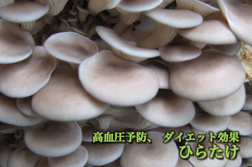 ヒラタケ 菌床 販売