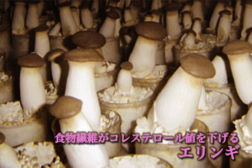 エリンギ 菌床 販売